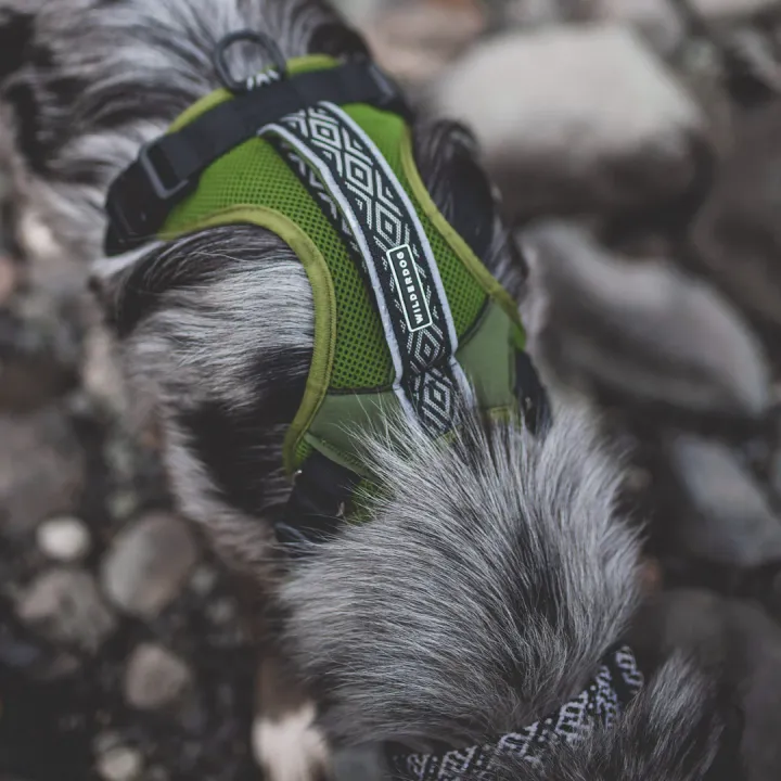 Olive Harness