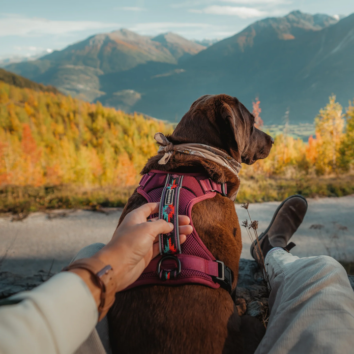 Huckleberry Harness